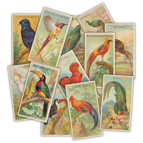 Craft Consortium The Collector Ephemera Birds (30pcs) (CEEPH002)