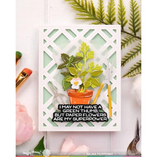 Waffle Flower - Happy Herbs Die