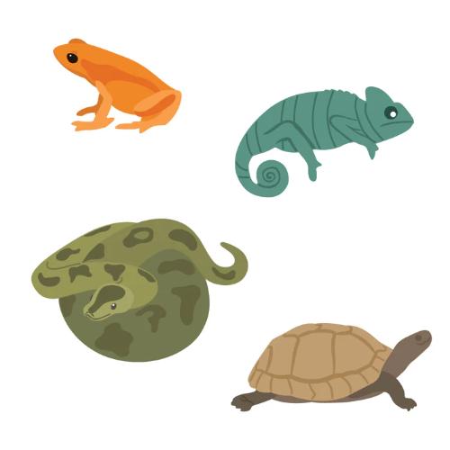 Honey Bee Stamps - Lovely Layers: Curious Critters - Honey Cuts