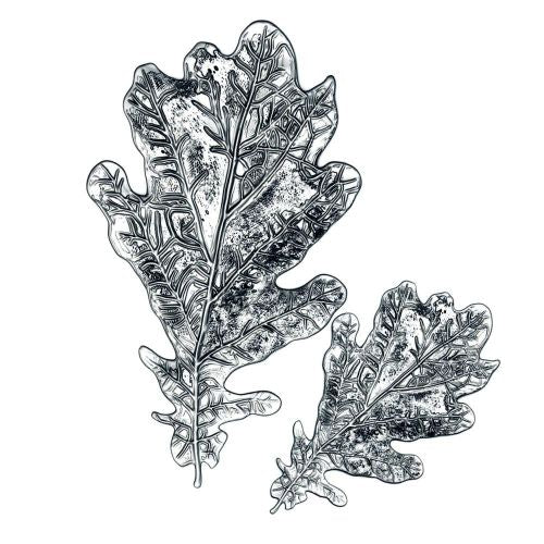 Sizzix - 3-D Impresslits Embossing Folder Oak Leaf by Tim Holtz