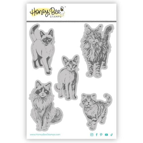 Honey Bee Stamps - Paws & Purrs - 4"x5" Rubber Cling Stamp