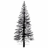 Lavinia Stamps - Fir Tree 1